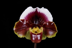 Paphiopedilum California Girl Sweetie AM/AOS 84 pts.